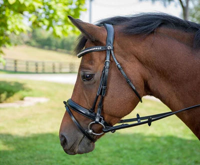 Dressage Bridle - Black - Horse