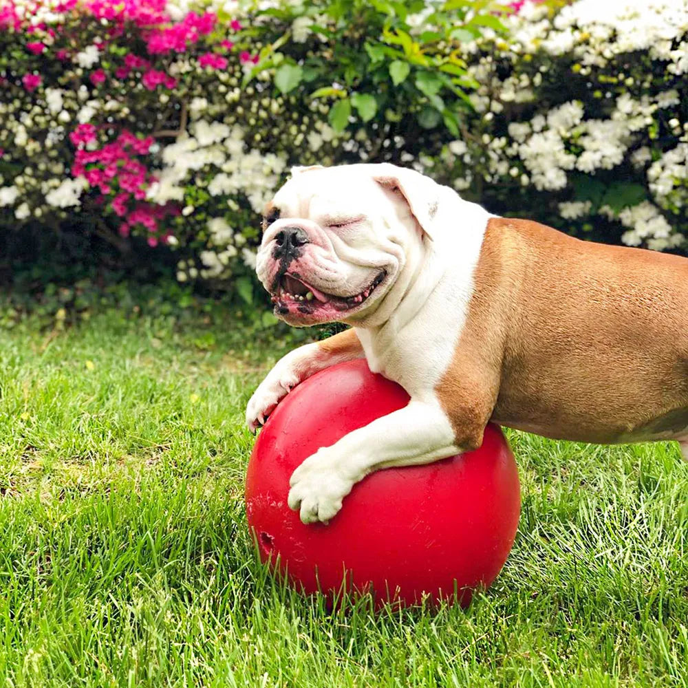 Jolly Push-N-Play Dog Ball