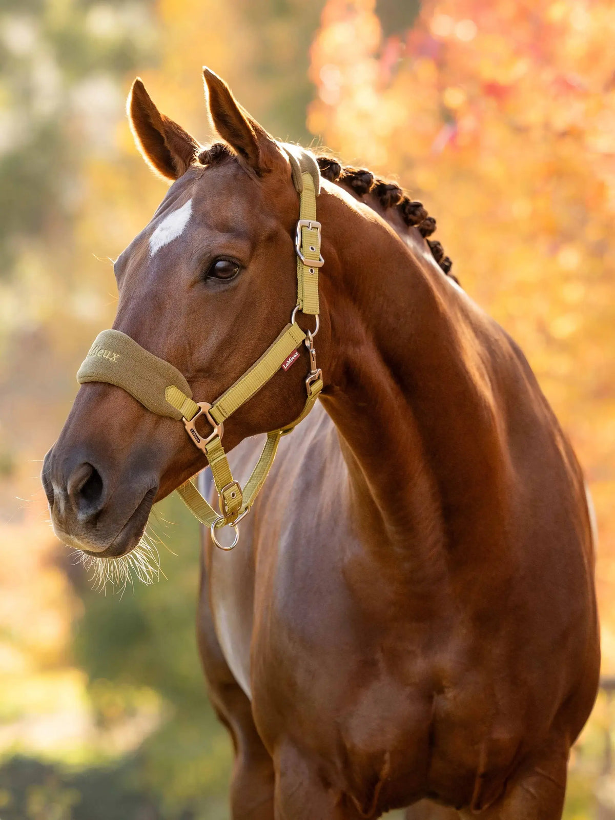LeMieux Vogue Halter & Leadrope