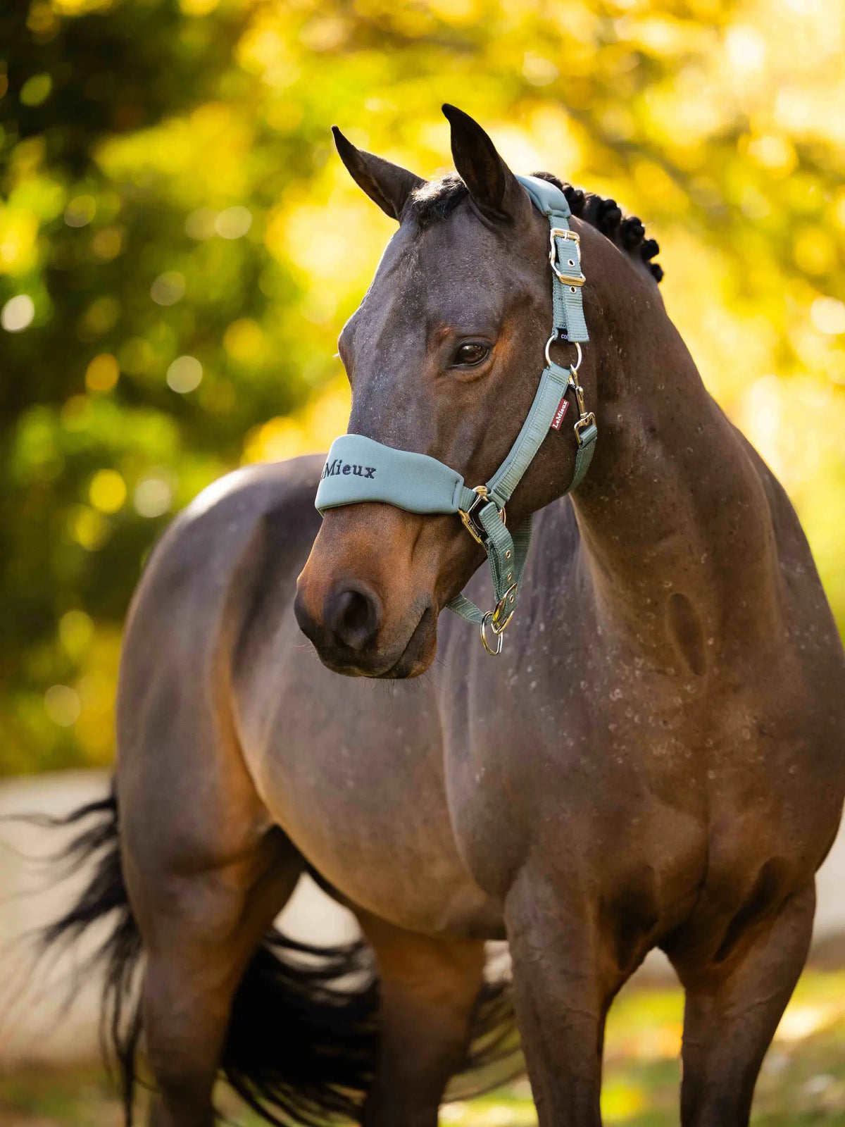 Breakaway Vogue Halter & Leadrope